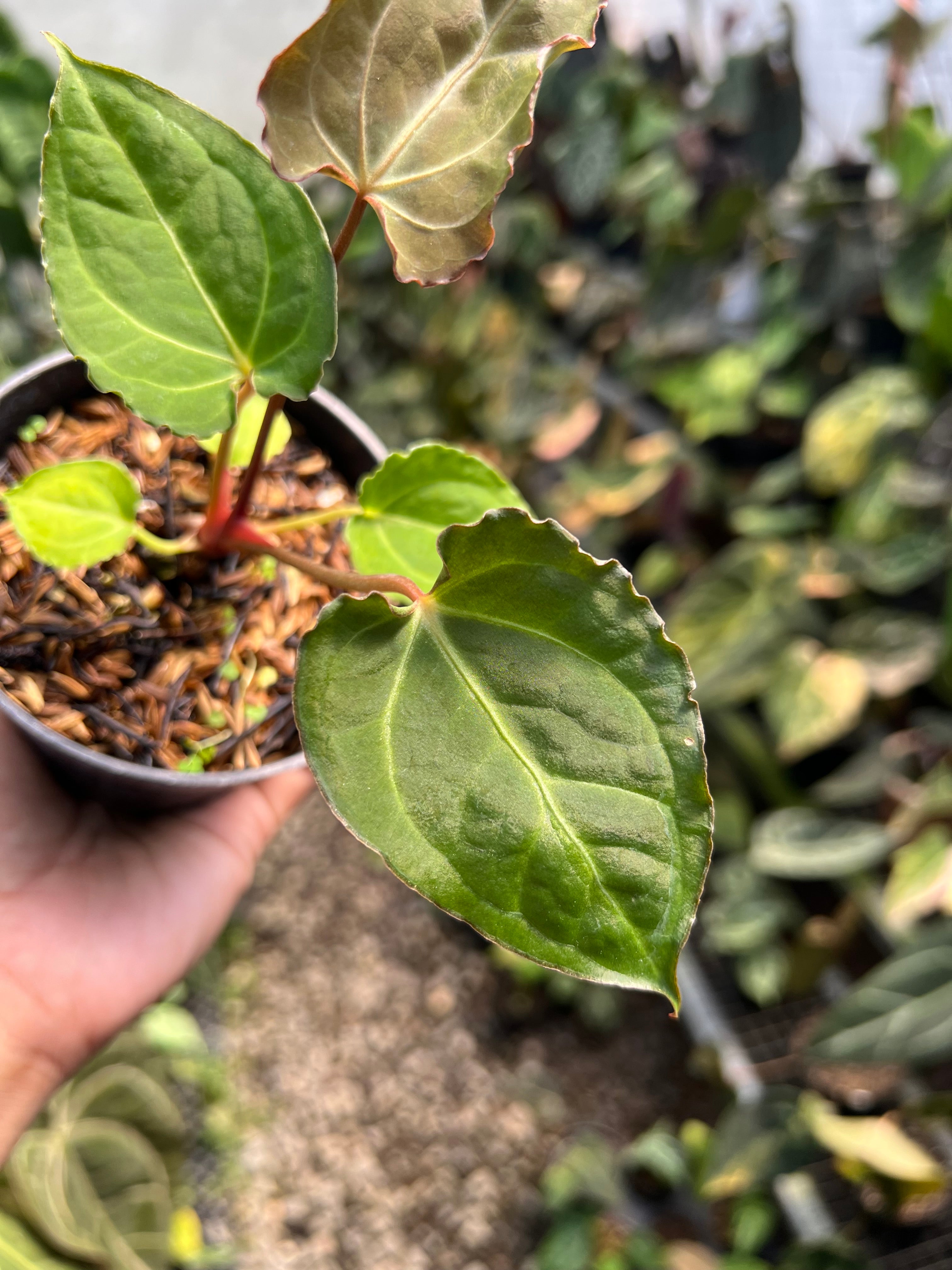 Anthurium( X one x Portillae x Muclis) Blood Of Blue