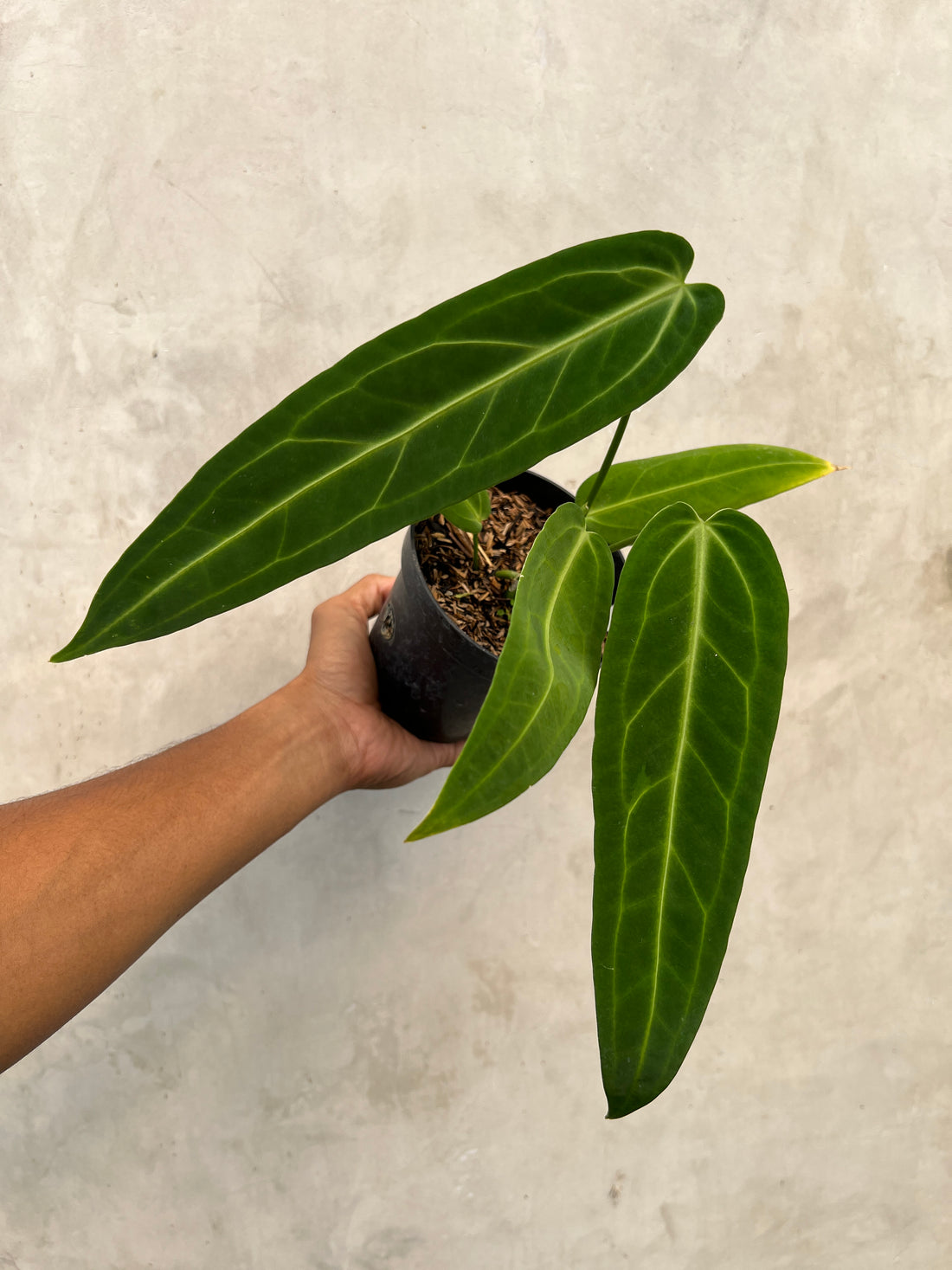 Anthurium Warocqueanum