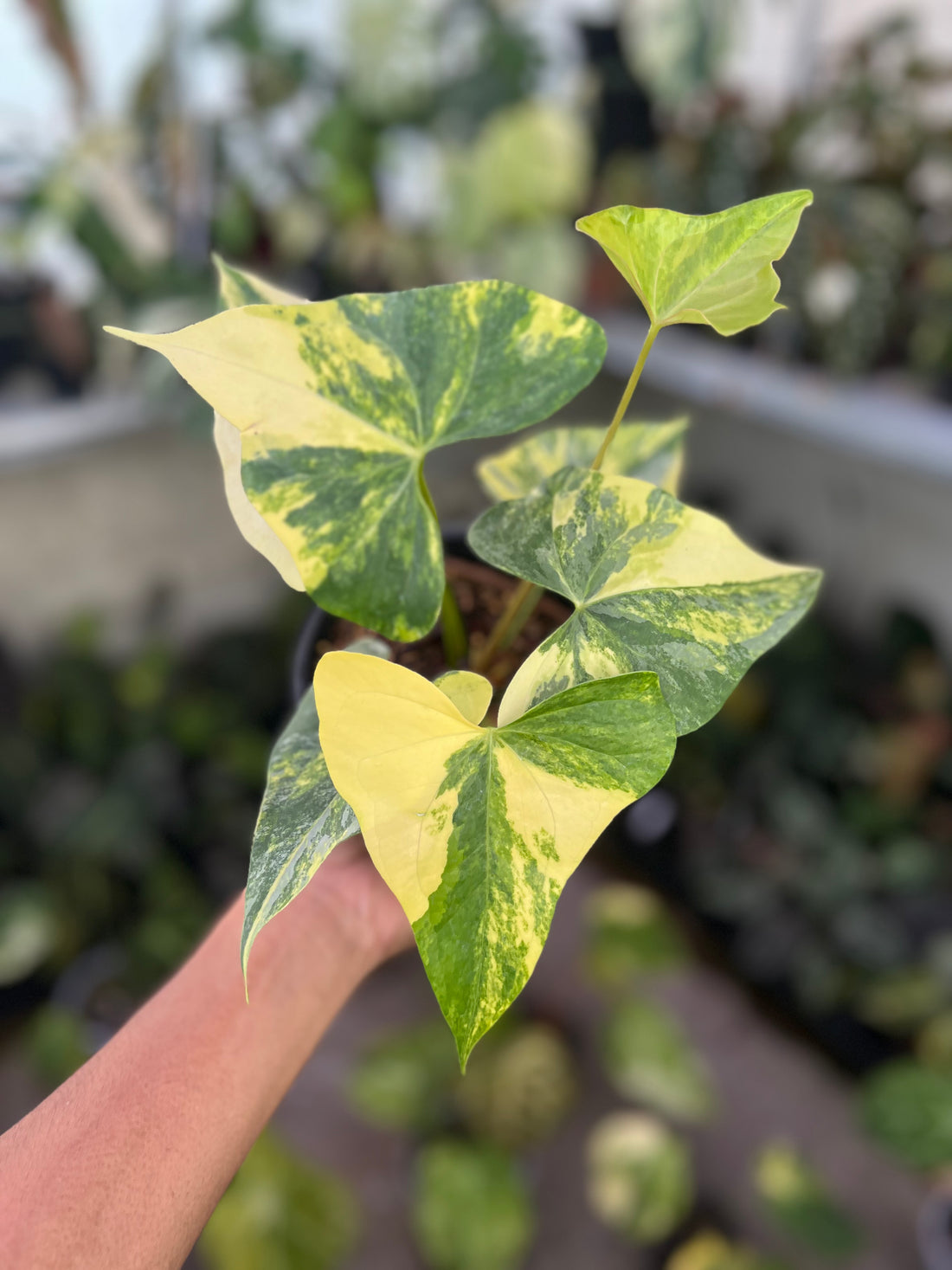 Anthurium Pterodactyl Variegated