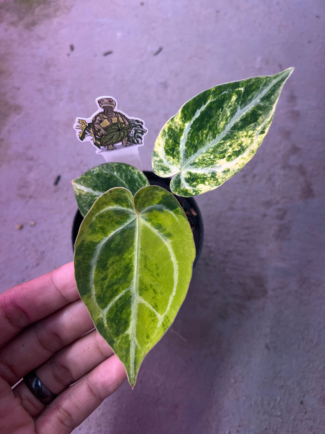 Anthurium Magnificum Hybrid Variegated