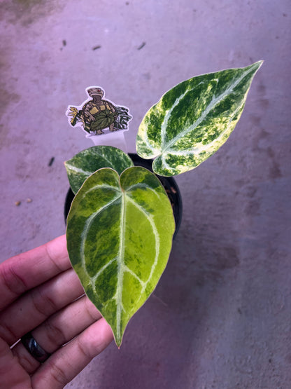 Anthurium Magnificum Hybrid Variegated