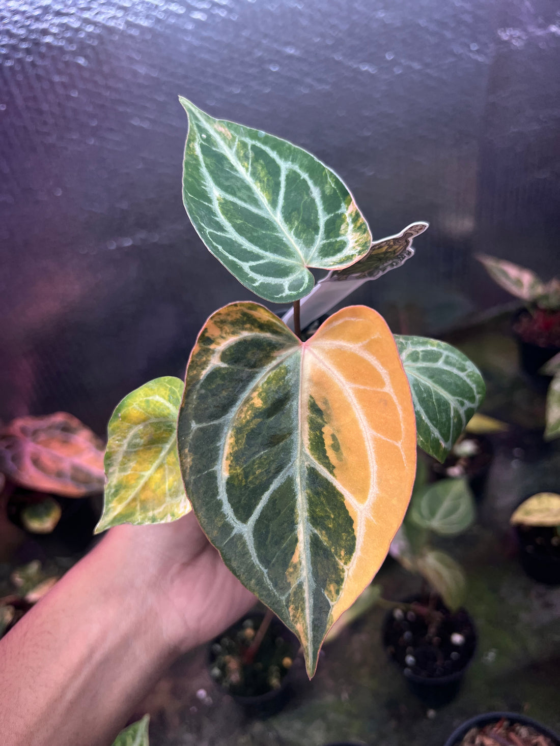 Anthurium Hellboy