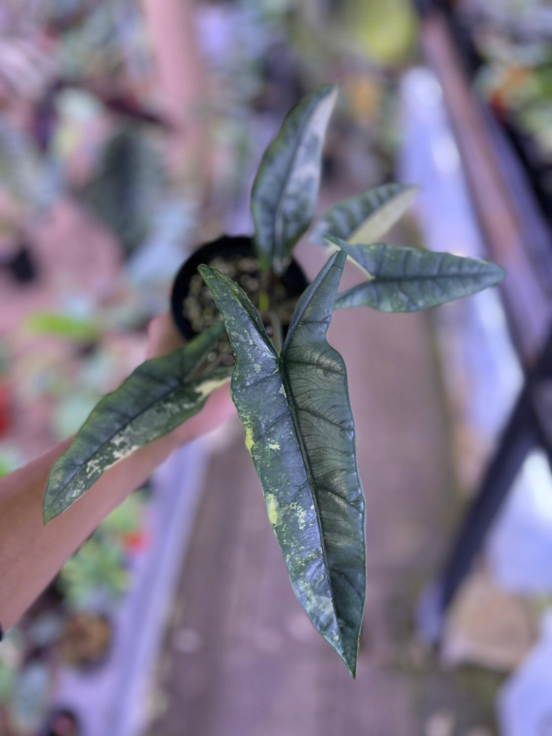 Alocasia Heterophylla Metalic blue albo