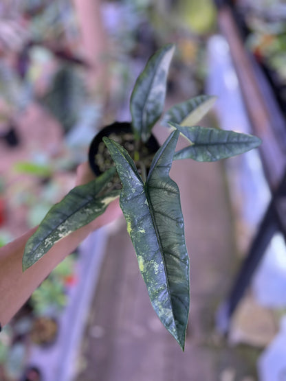 Alocasia Heterophylla Metalic blue albo