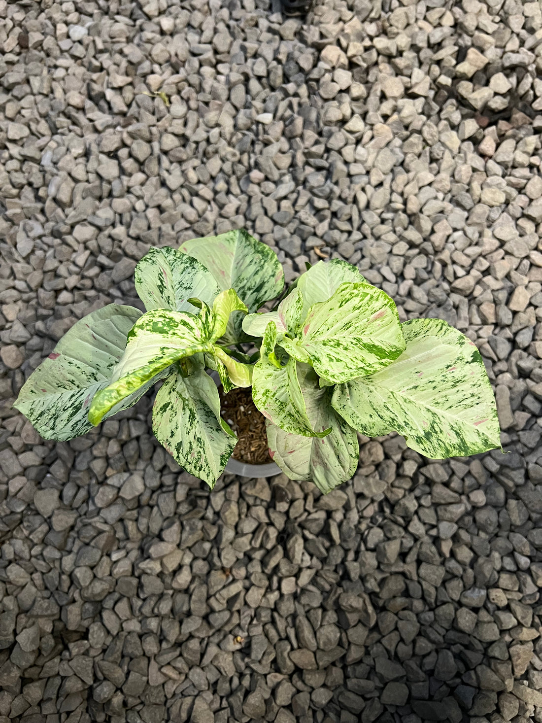 Syngonium Milk confetti tricolor