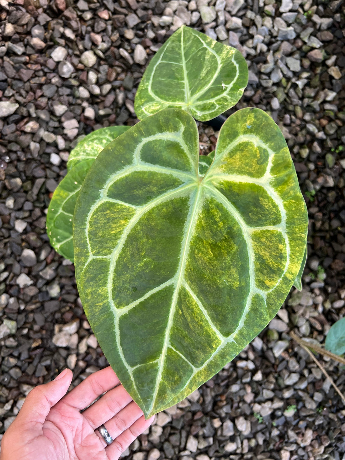 Anthurium Forgetii Variegated x Red Legacy