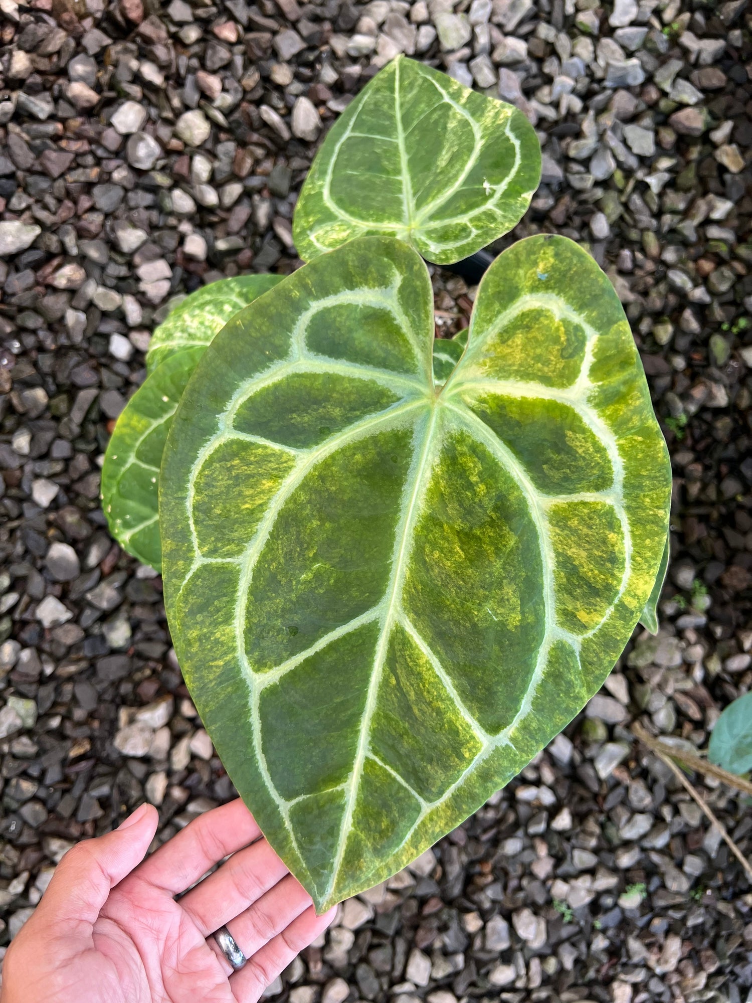 Anthurium Forgetii Variegated x Red Legacy