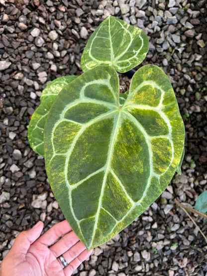 Anthurium Forgetii Variegated x Red Legacy