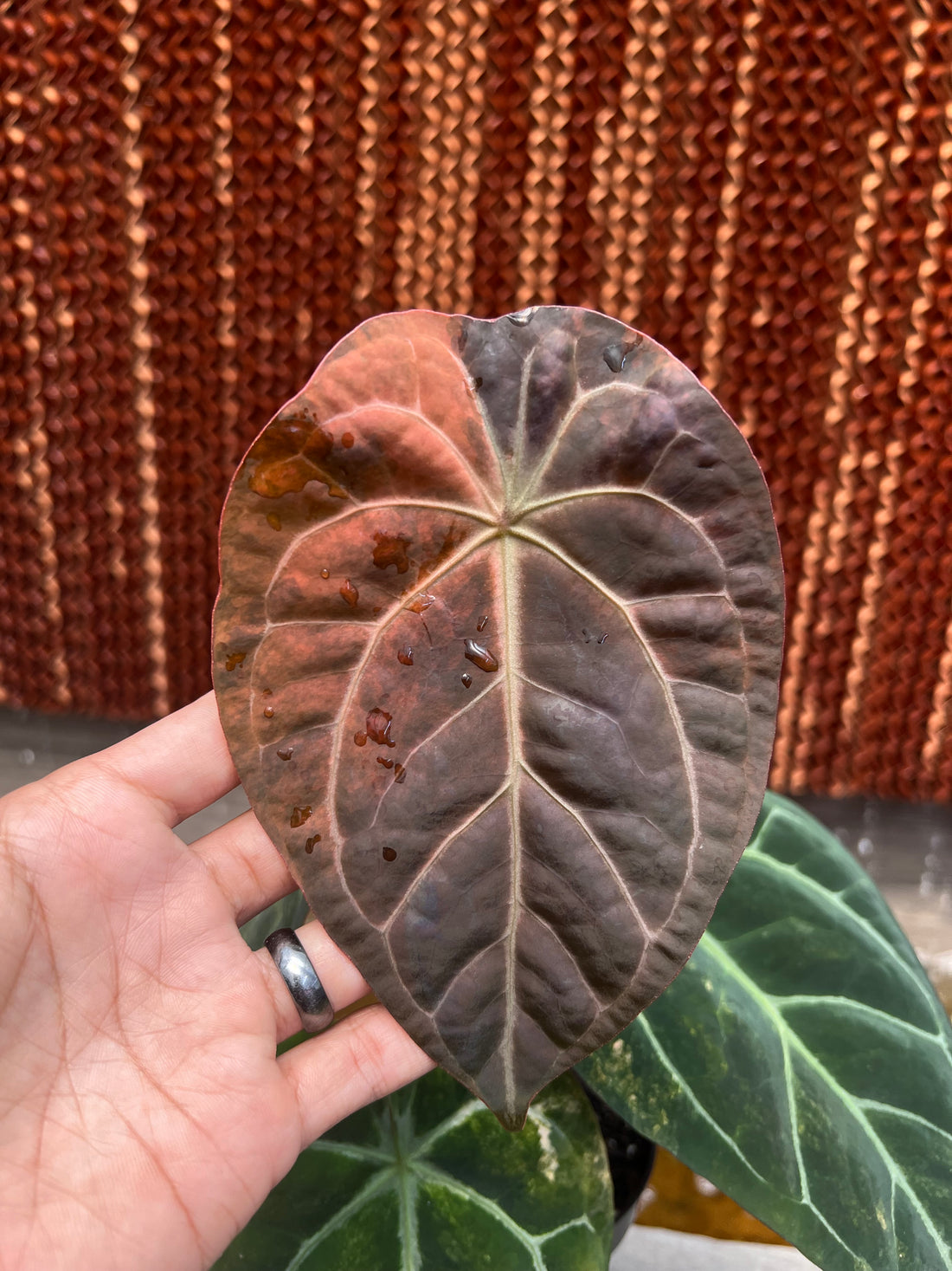 Anthurium Forgetii  Variegated x (BVIT x Zara Michelle)