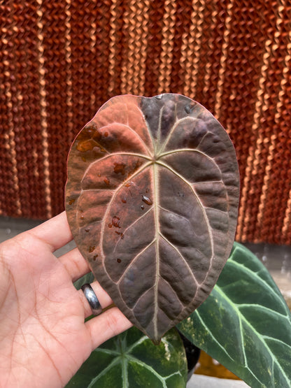 Anthurium Forgetii  Variegated x (BVIT x Zara Michelle)