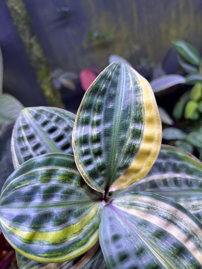 Geogenanthus poeppigii variegated