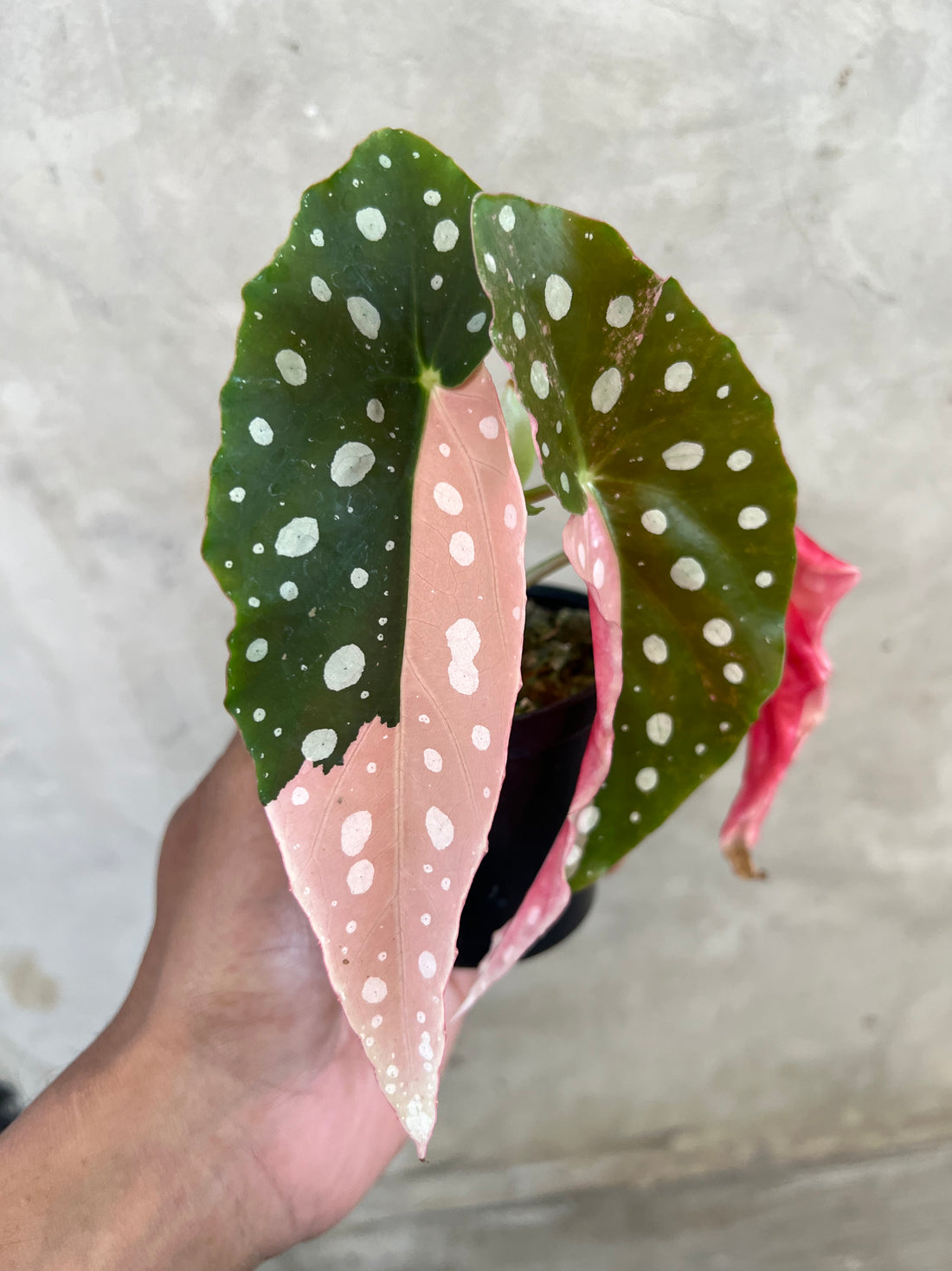 Begonia Maculata Variegated