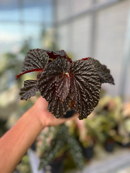 Begonia Blood Of Black Sp Papua