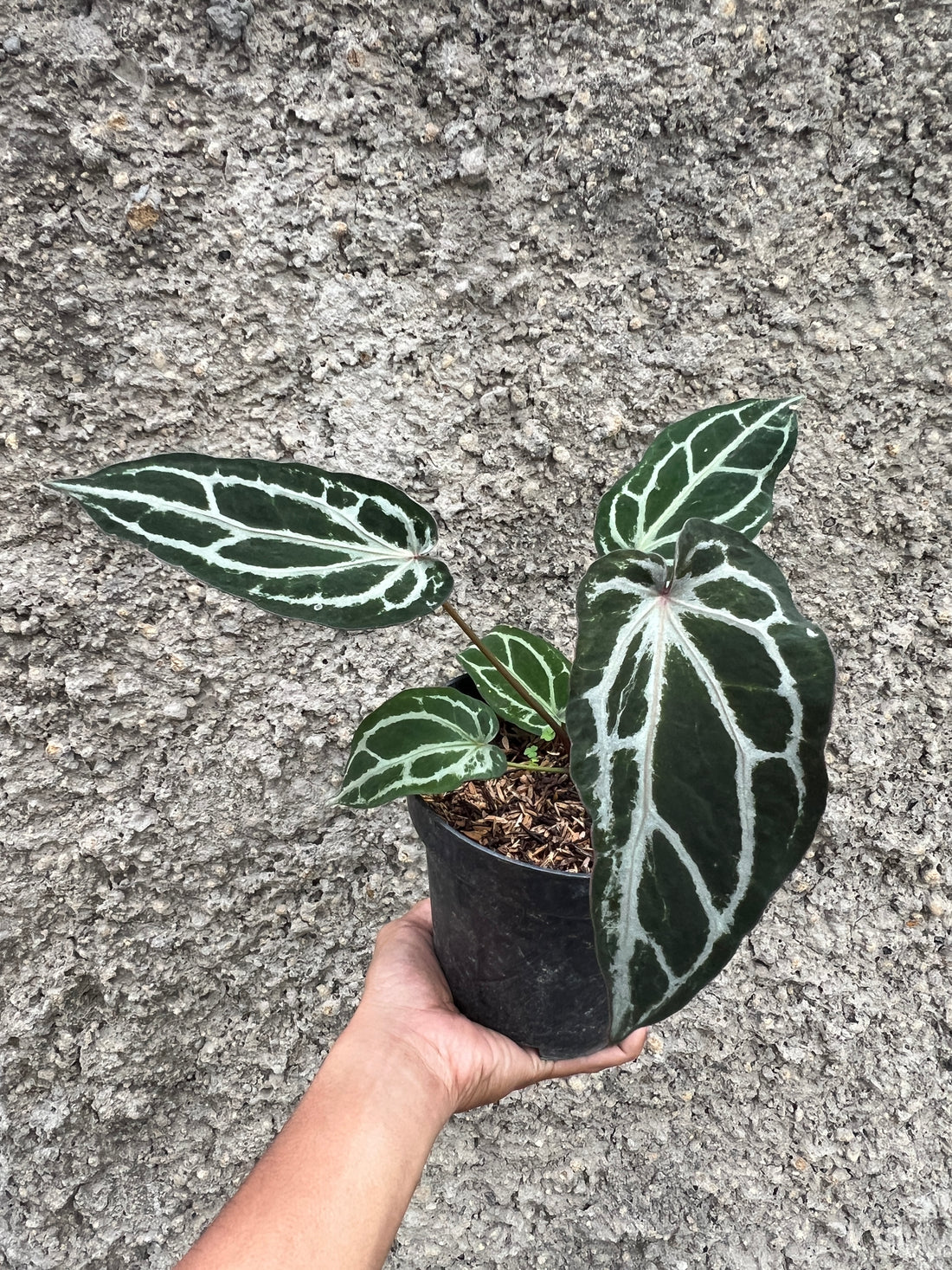 Anthurium Purple Venom