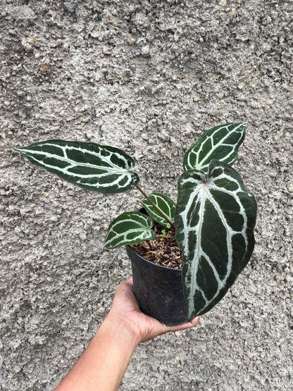 Anthurium Purple Venom