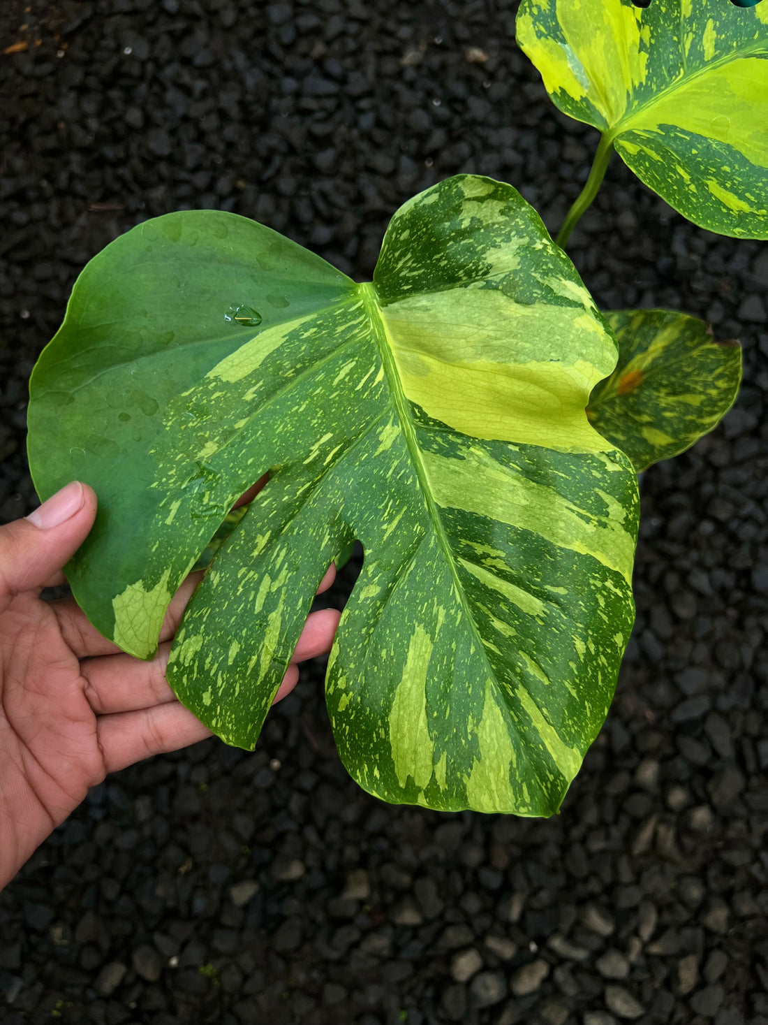 Monstera Electrolyte