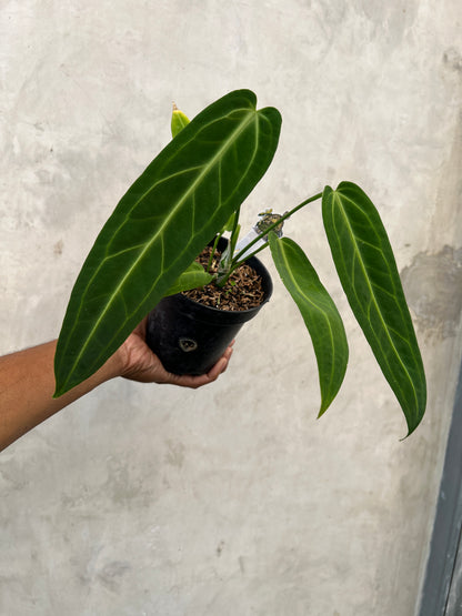 Anthurium Warocqueanum