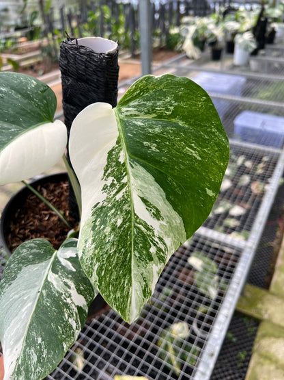 Monstera white Tiger Small Siza