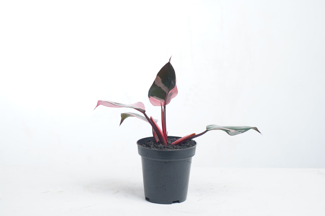 Philodendron White Knight Pink Variegated