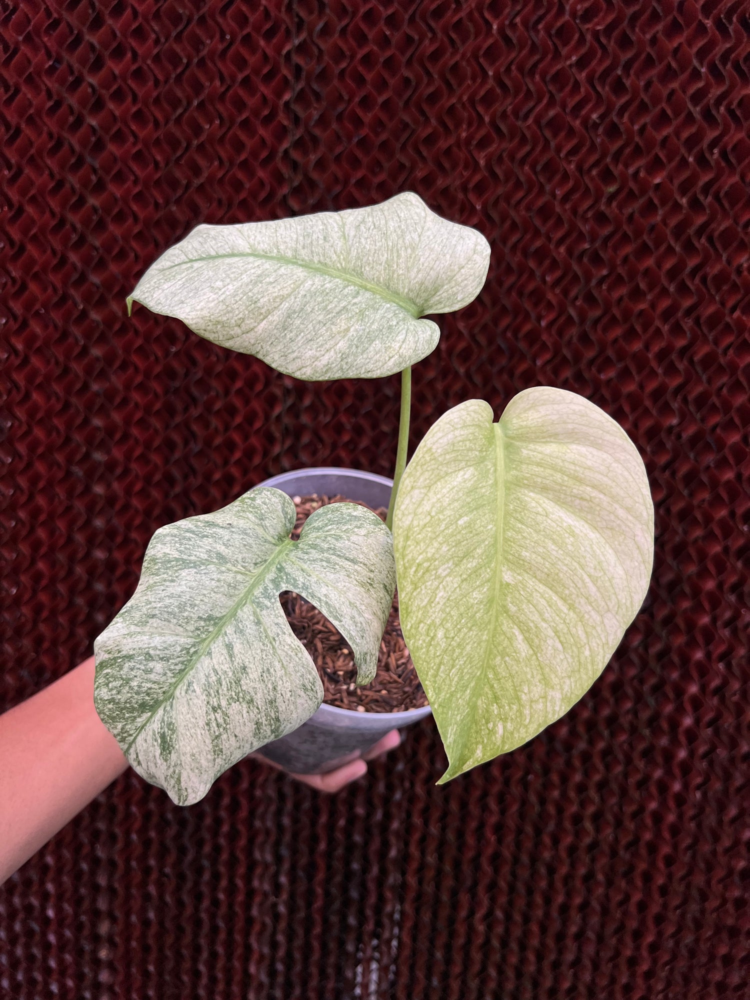 Monstera white mint Variegated