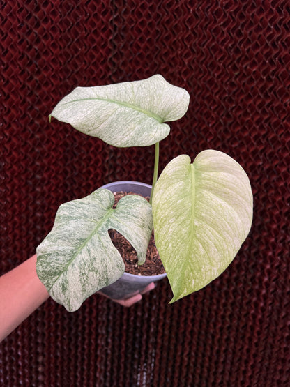 Monstera white mint Variegated