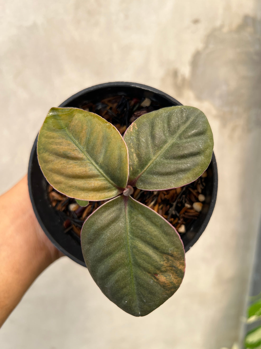 Labisia Sp Borneo Variegated