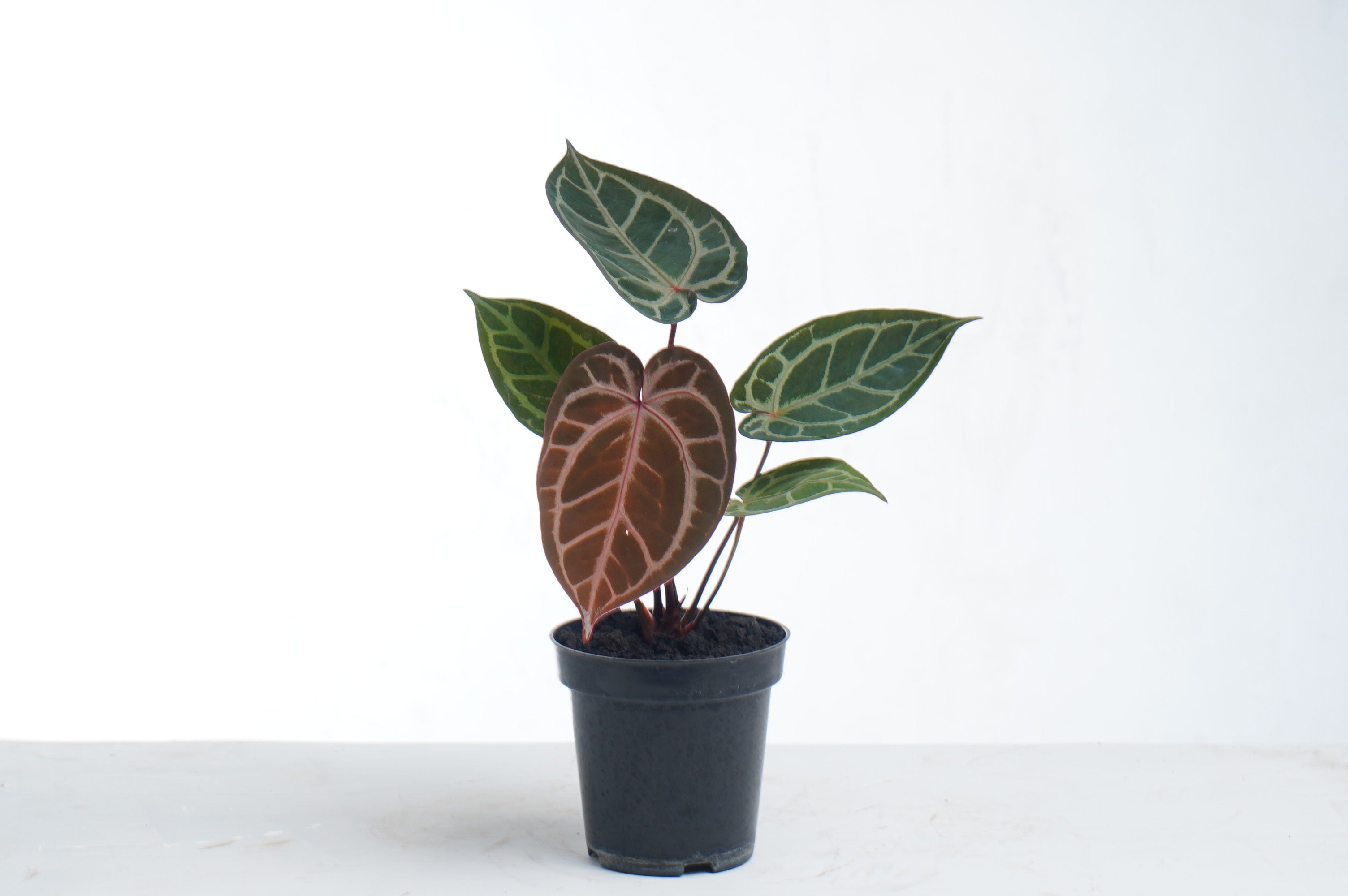 Anthurium King of Spades x RC