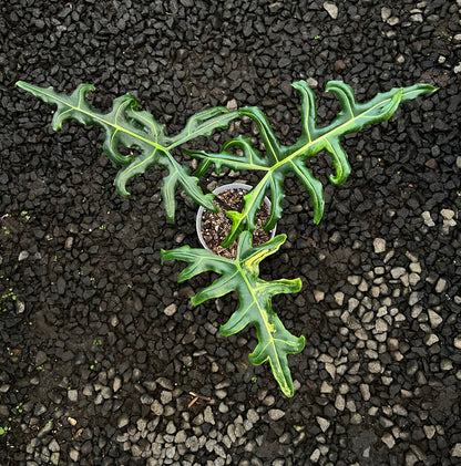 Alocasia Portei Aurea Variegated