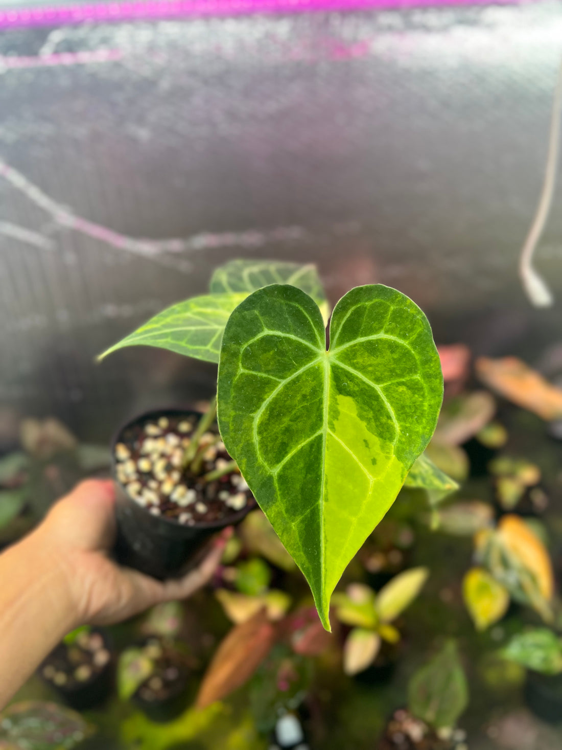 Anthurium Clarinervium Variegated