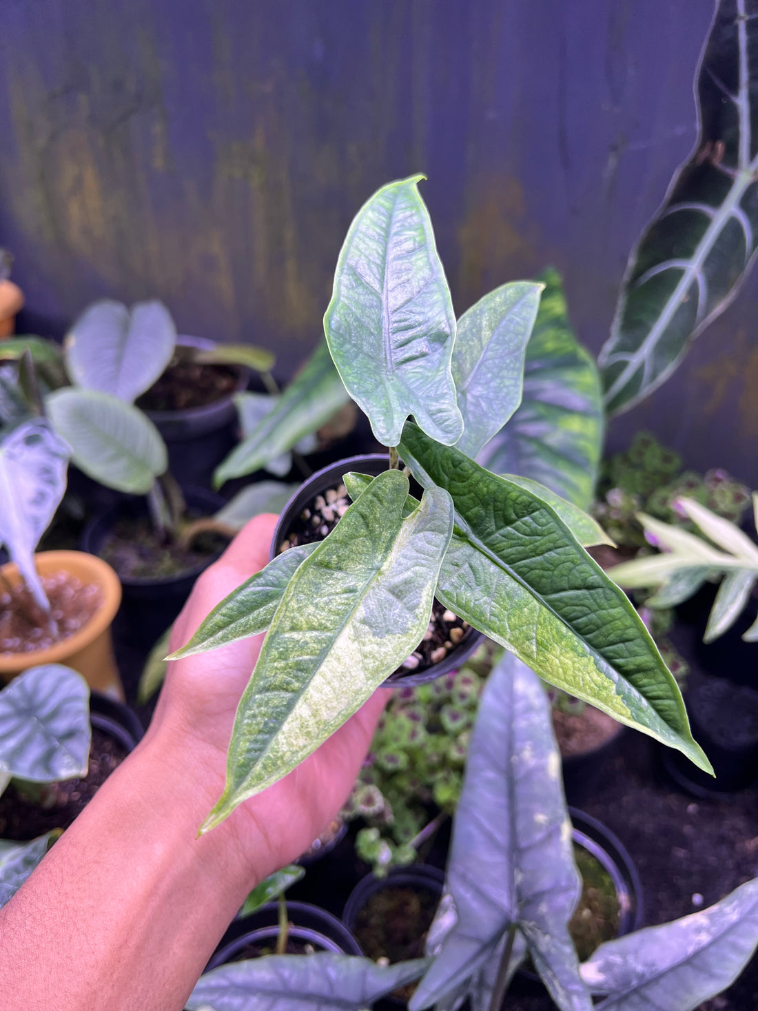 Alocasia Green carpet sp sulawesi variegated