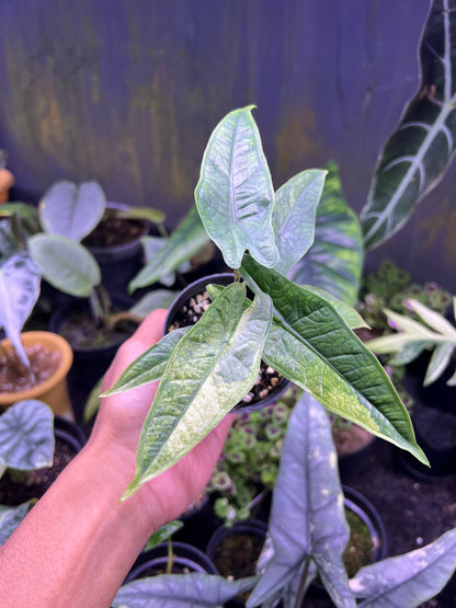 Alocasia Green carpet sp sulawesi variegated