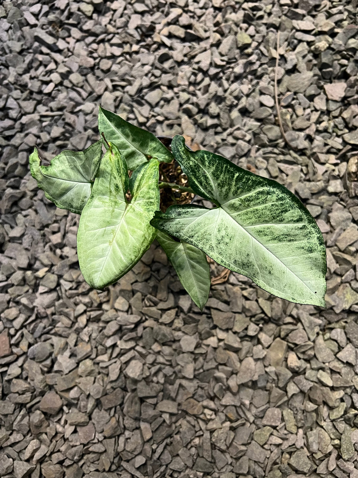 Syngonium White butterfly