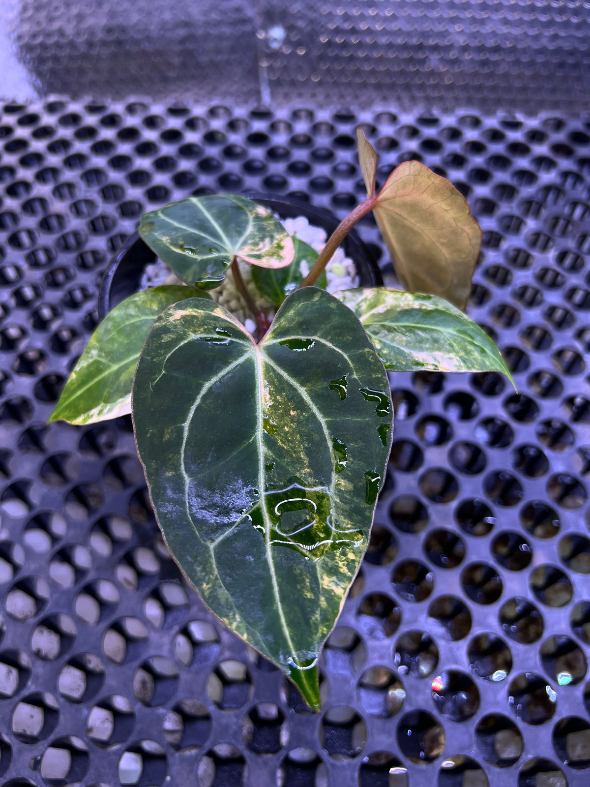Anthurium Black Venom x Angela Black Widow
