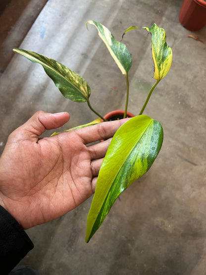 Monstera Burle Mark Flame Variegated