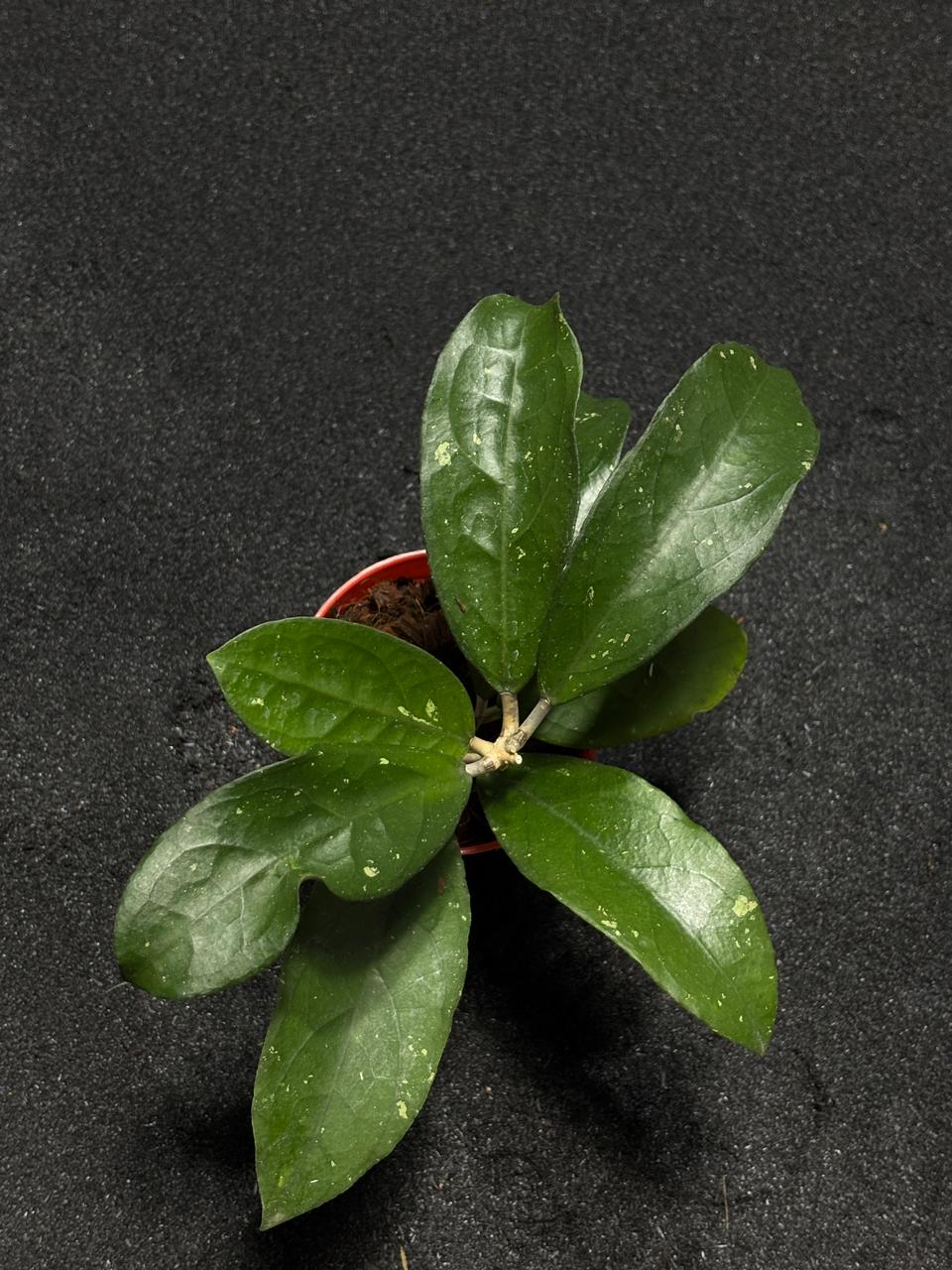 Hoya Aff Vitelina jabar