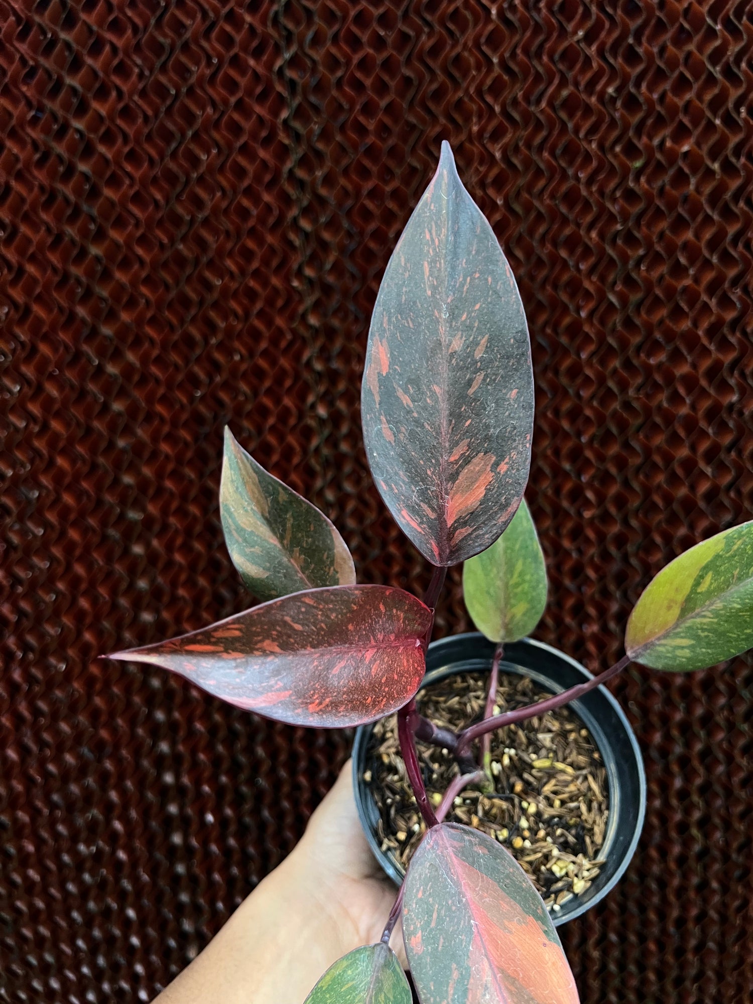 philodendron Orange Princess Variegated