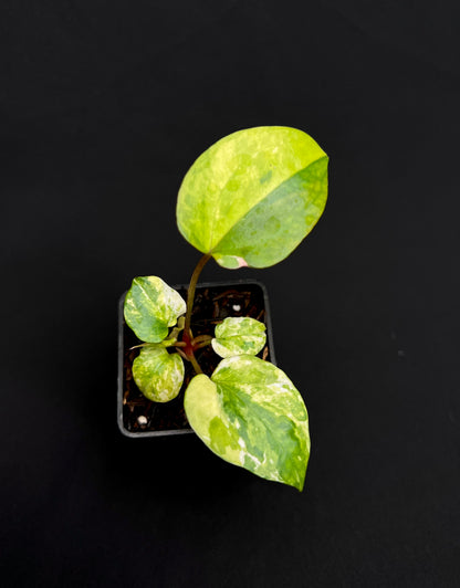 Anthurium Night Queen x Zara Michelle