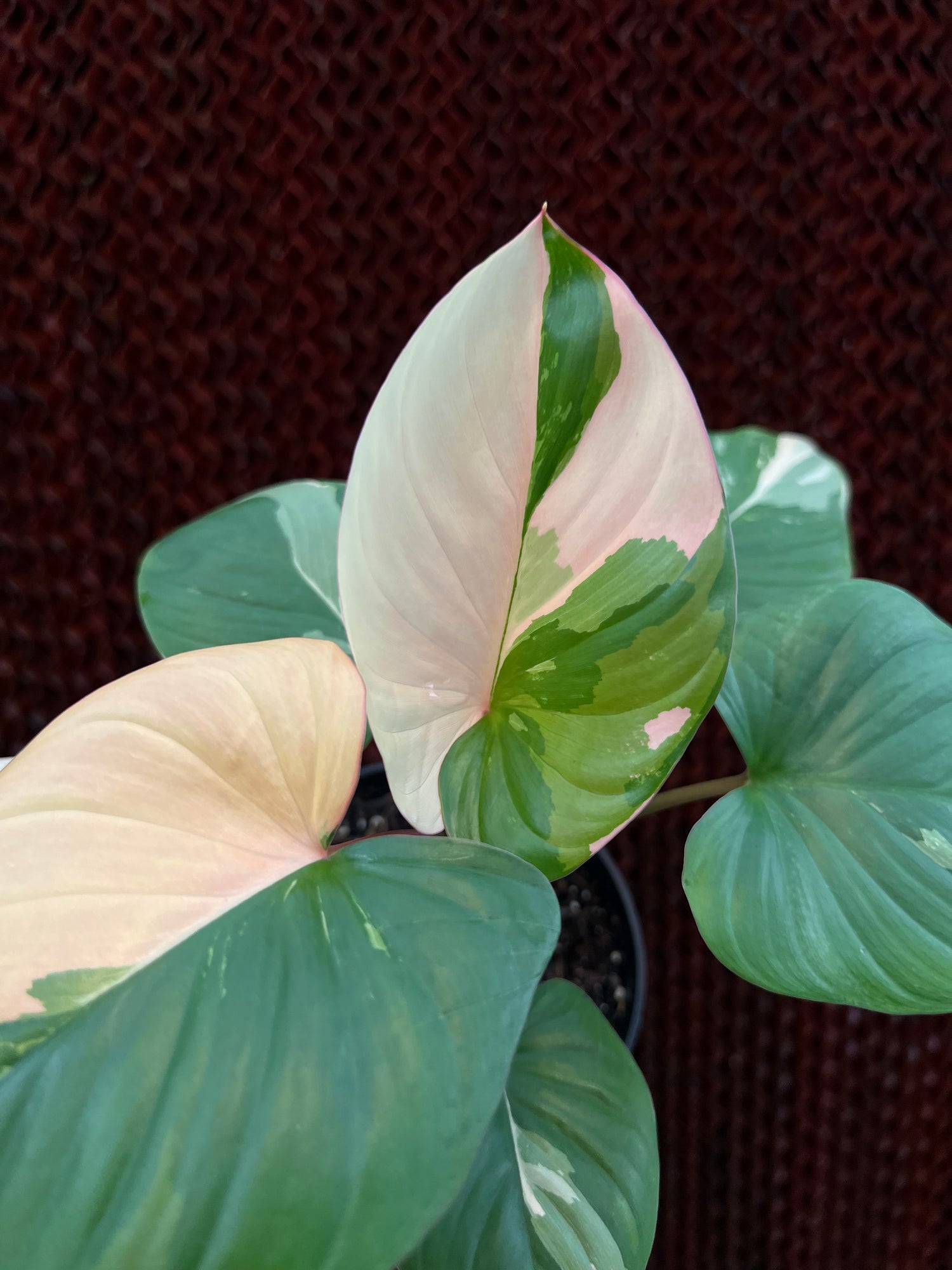 Homalomena Rubescen Peach Mint Variegated
