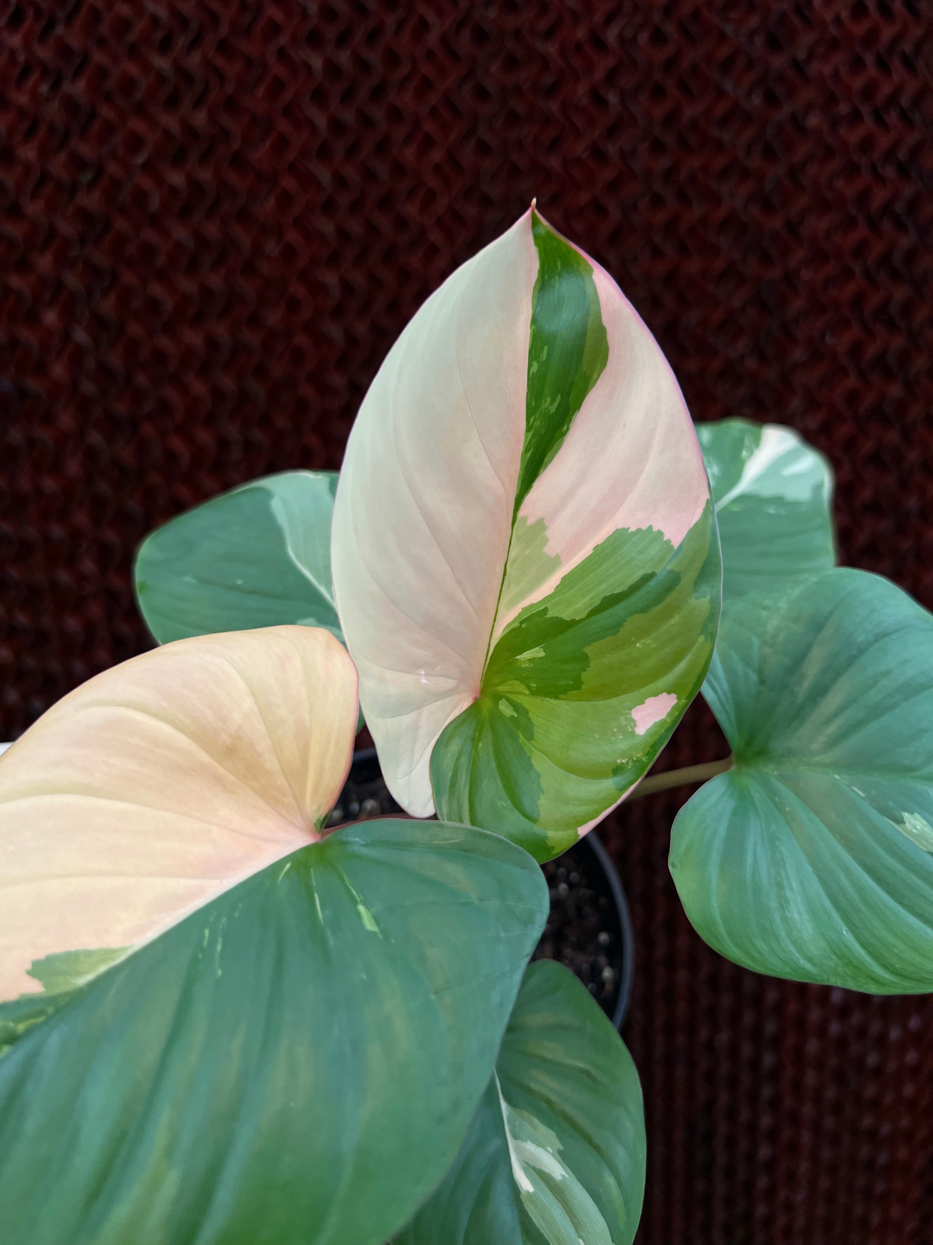 Homalomena Rubescen Peach Mint Variegated