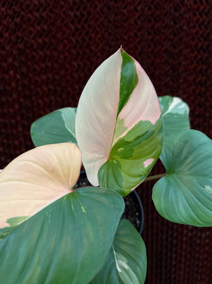 Homalomena Rubescen Peach Mint Variegated