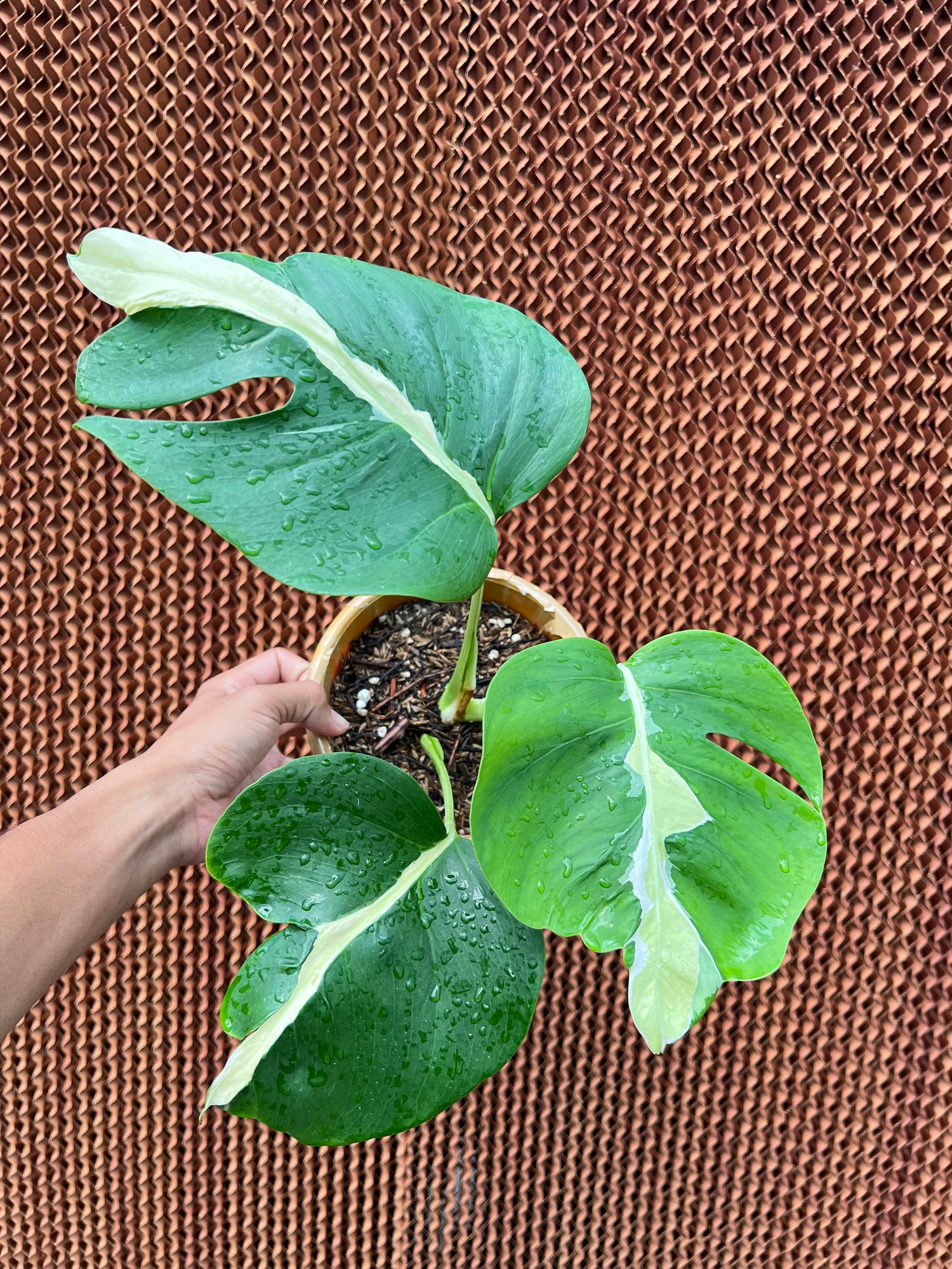 Monstera white Lava – Siapnanam