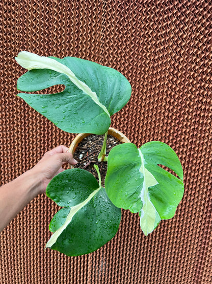 Monstera white Lava