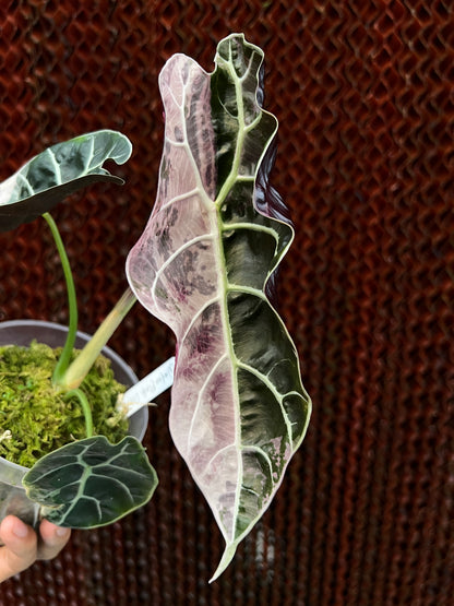 Alocasia Watsonia Medium Size Variegated