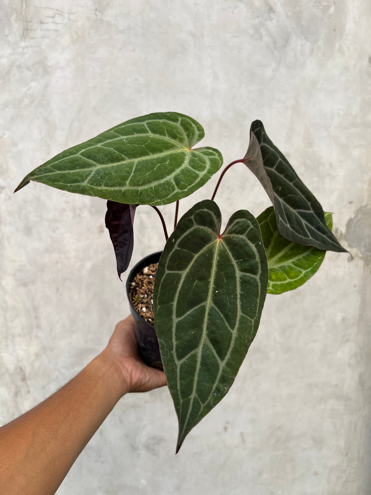 Anthurium Exodia