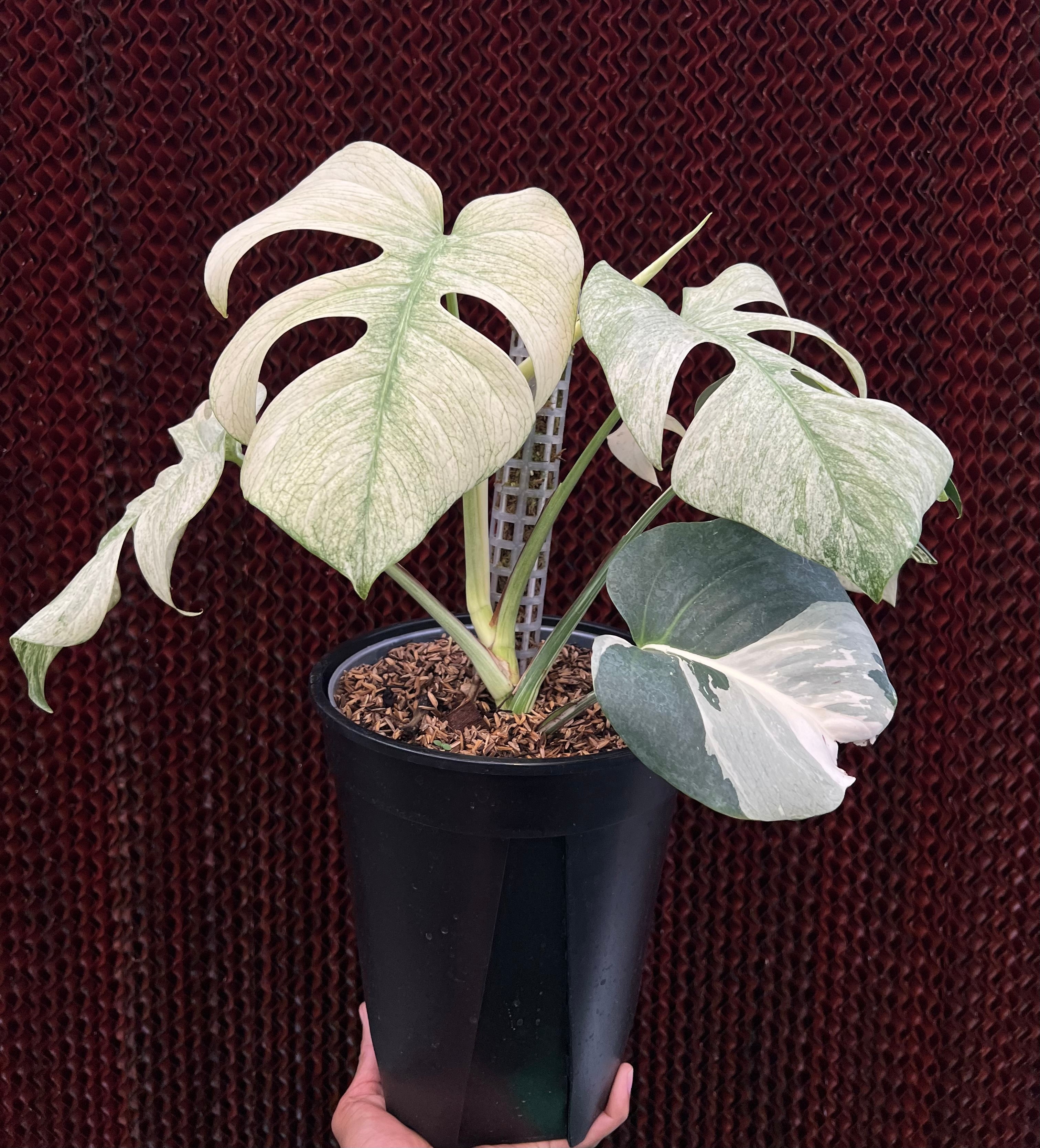 Monstera white mint Variegated Medium Size