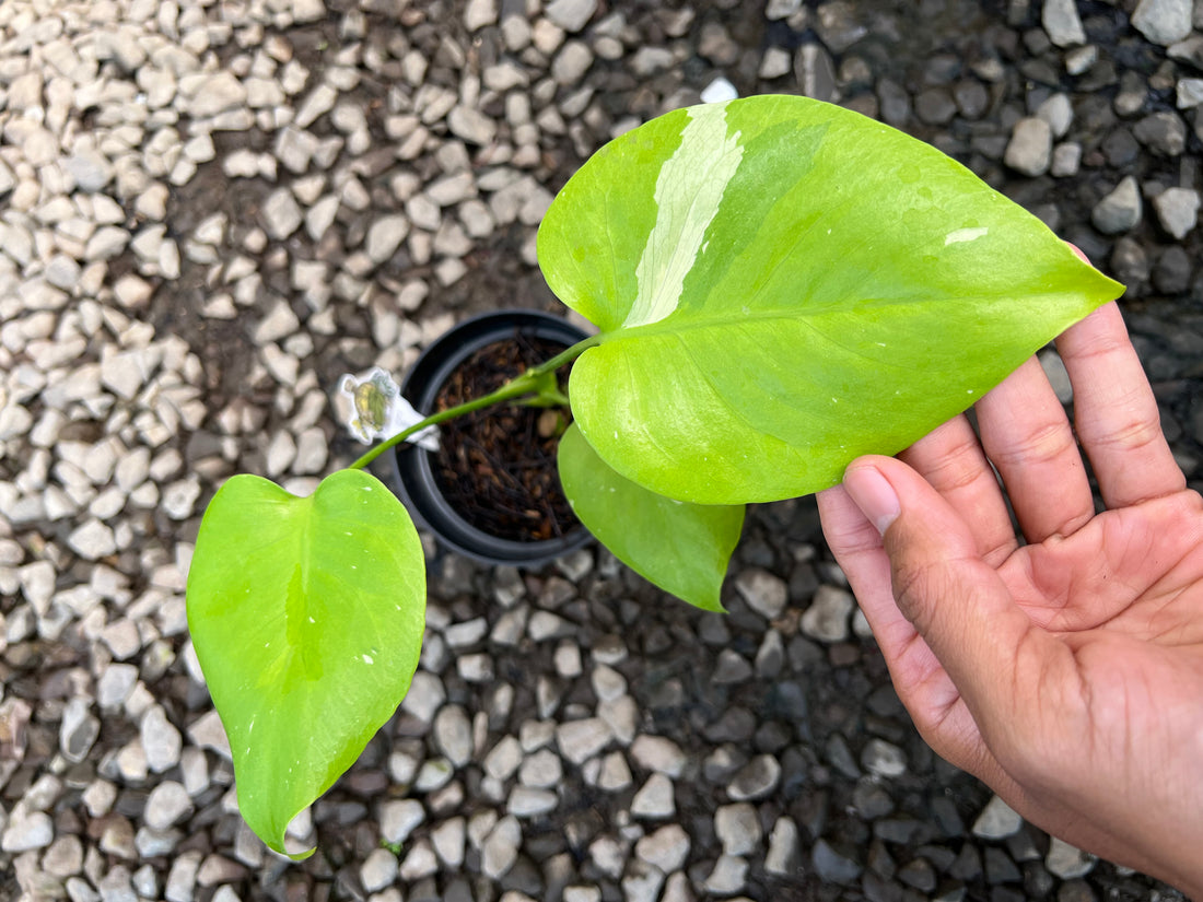 Monstera Banana Variegated