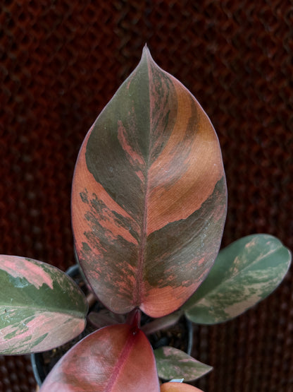 Philodendron Black Cardinal Variegated