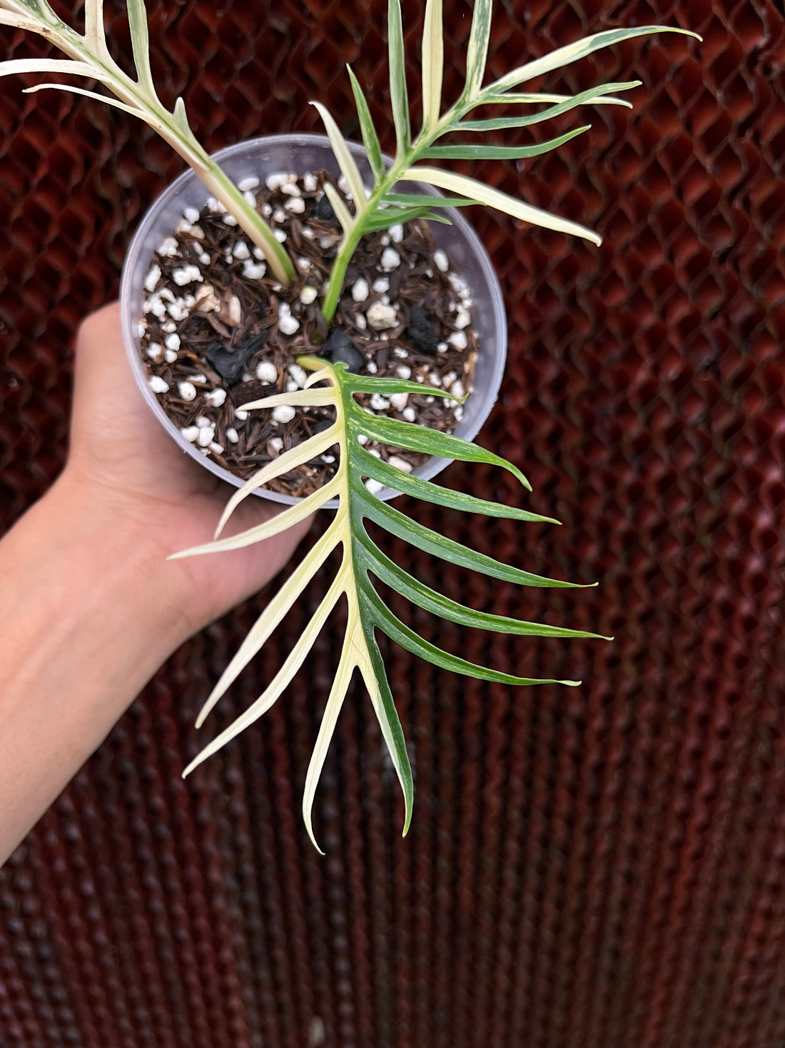 Philodendron Tortum Variegated