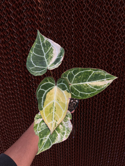 Anthurium Crystallinum Variegated