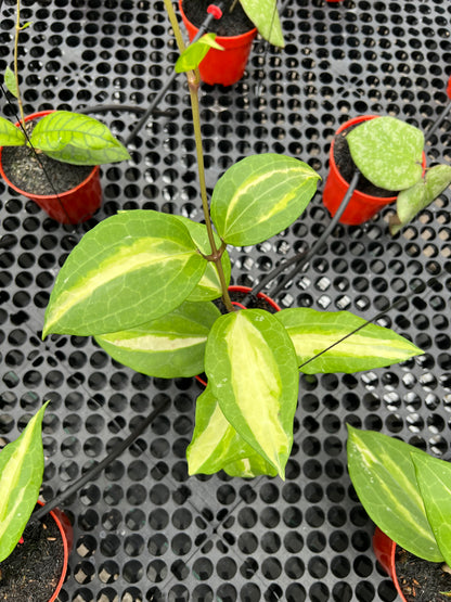 Hoya Latifolia Is Java